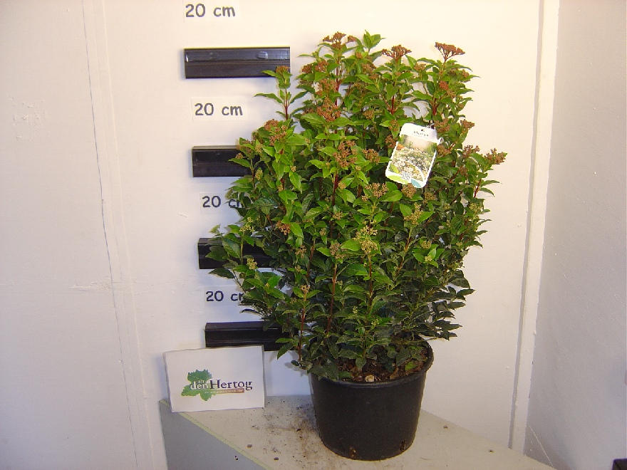 Viburnum tinus Sneeuwbal, Bladhoudende Viburnum