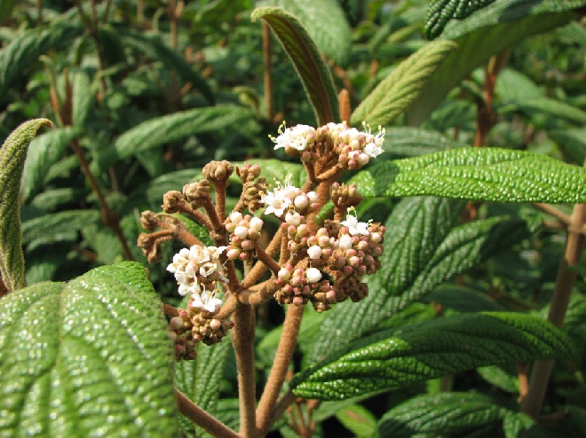 Viburnum rhytidophylloides 'Holland' Sneeuwbal