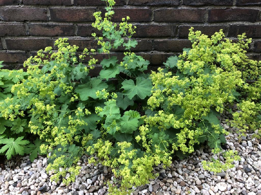Alchemilla mollis Vrouwenmantel