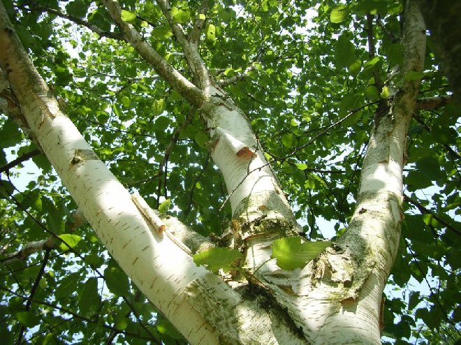 Betula utilis 'Doorenbos' (syn. Betula jacquemontii) Zuiver Witte Berk, Zilverberk
