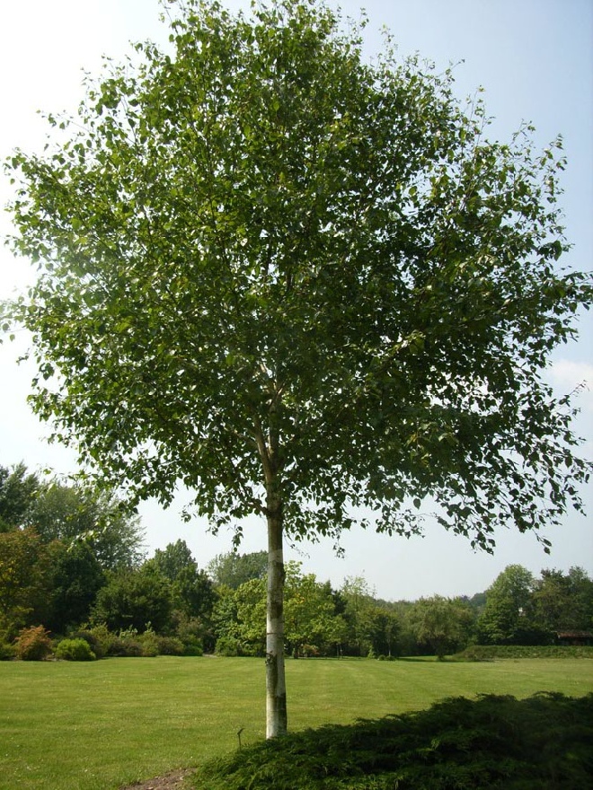 Betula utilis 'Doorenbos' (syn. Betula jacquemontii) Zuiver Witte Berk, Zilverberk