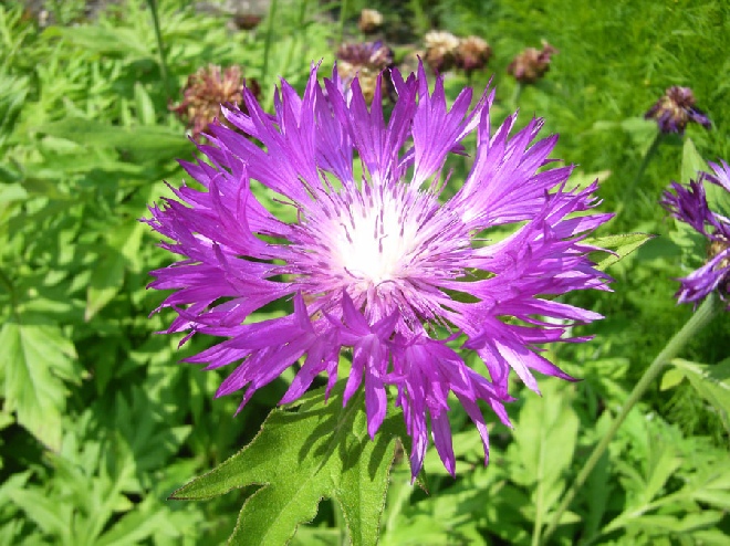 Centaurea dealbata 'Steenbergii' Bestoven centaurie