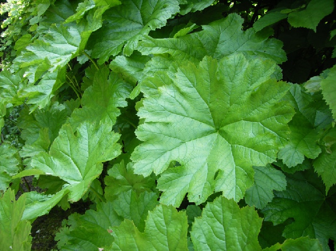 Darmera peltata (syn. Peltiphyllum peltatum) Schildblad