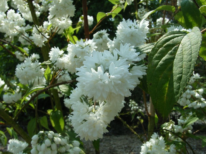 Deutzia magnifica 'Nancy' Bruidsbloem