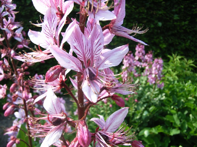 Dictamnus albus vuurwerkplant