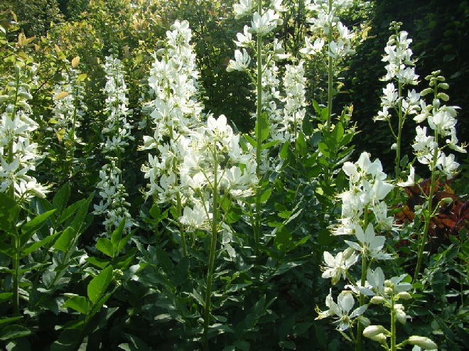 Dictamnus albus 'Albiflorus' Vuurwerkplant