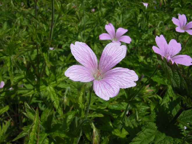 Geranium endressii Ooievaarsbek