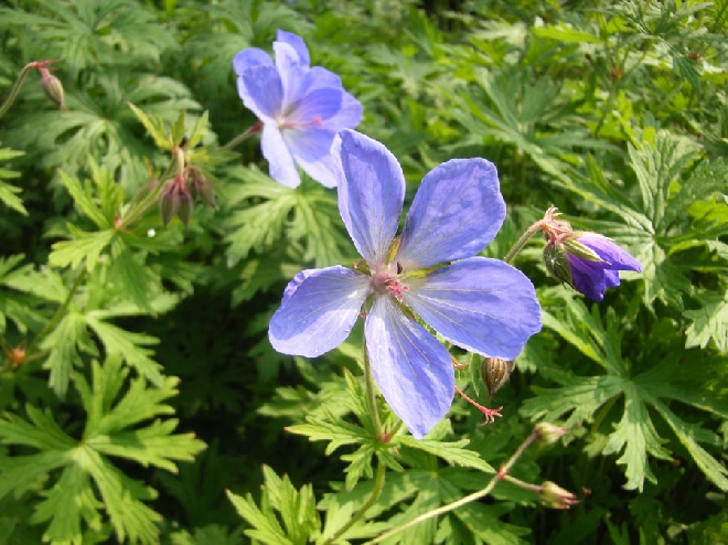 Geranium 'Johnson's Blue' Ooievaarsbek