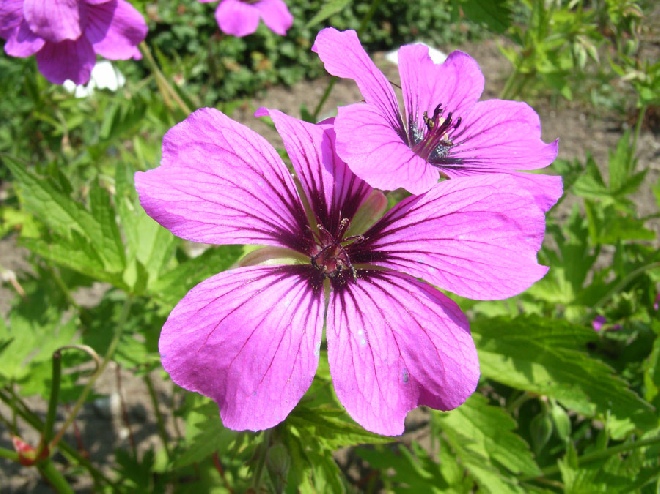 Geranium 'Brempat' (Patricia) Ooievaarsbek