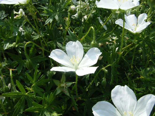 Geranium sanguineum 'Album' Ooievaarsbek