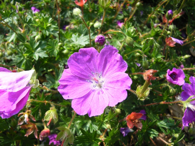 Geranium sanguineum 'Max Frei' Ooievaarsbek