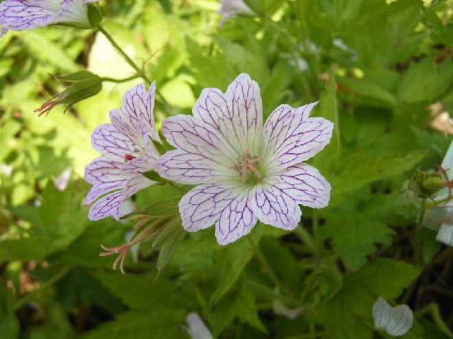Geranium versicolor Ooievaarsbek