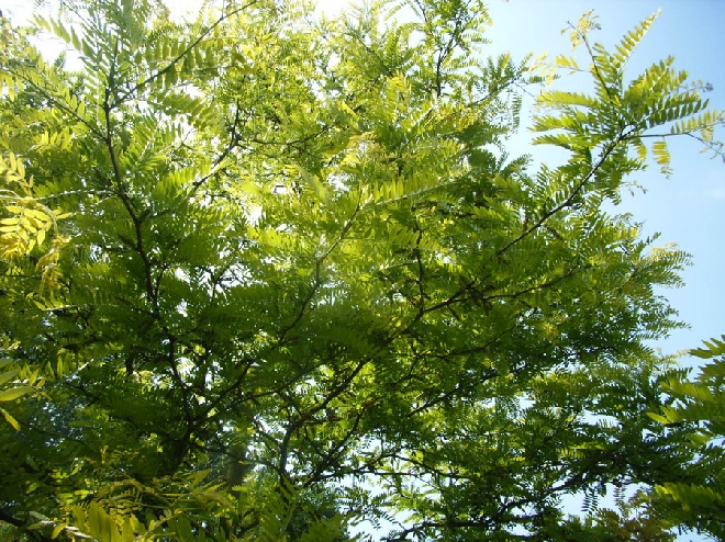 Gleditsia triacanthos 'Sunburst' Gele Valse Christusdoorn