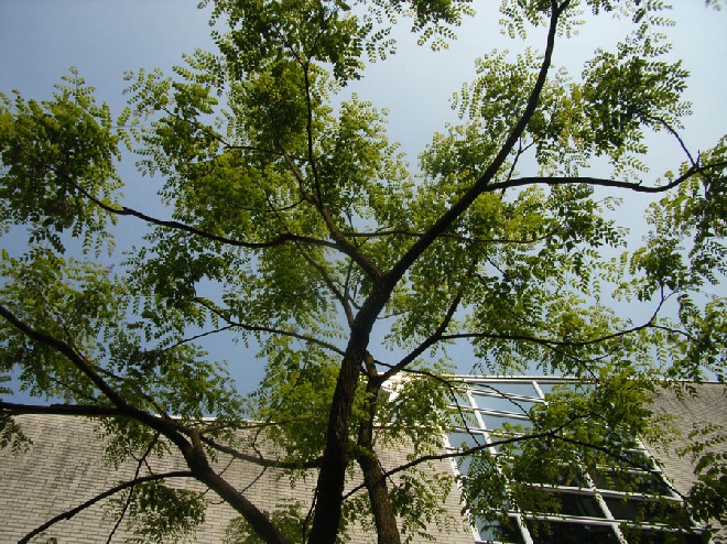 Gymnocladus dioica Doodsbeenderenboom