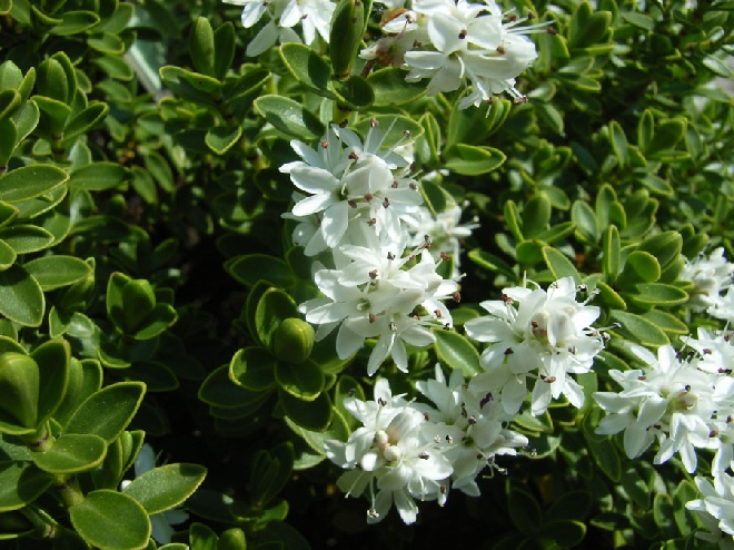 Hebe vernicosa hebe