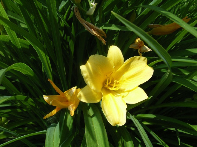 Hemerocallis 'Stella de Oro' Daglelie