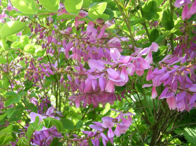 Indigofera kirilowii indigo-struik