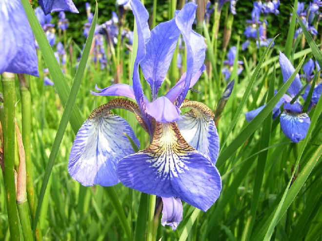 Iris sibirica 'Blue King' Siberische Lis, Zwaardlelie