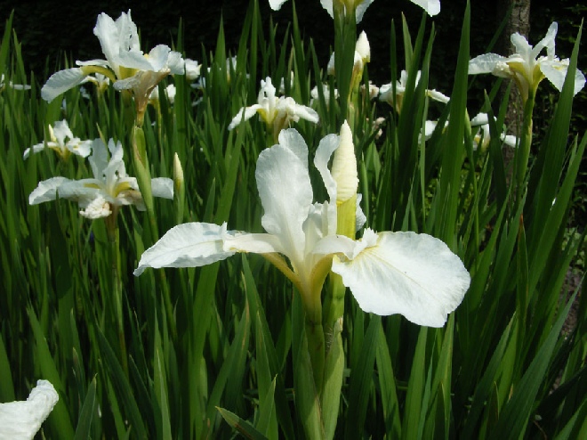 Iris sibirica 'Snow Queen' Siberische Lis, Iris, Zwaardlelie.