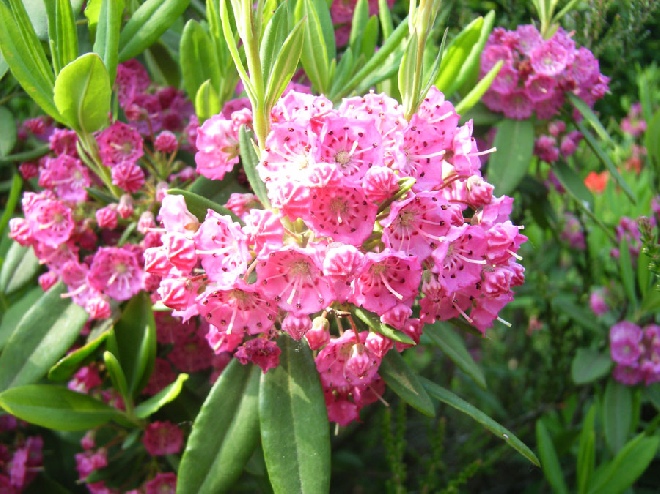 Kalmia angustifolia 'Rubra' Lepelboom