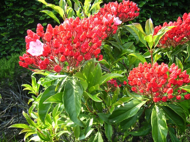 Kalmia latifolia Lepeltjesboom
