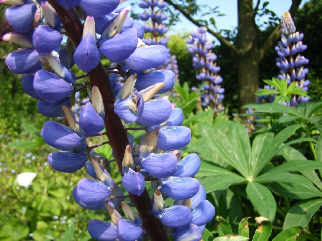 Lupinus 'The Governor' Lupine