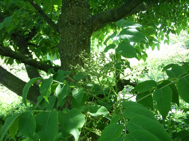 Phellodendron amurense Gewone Kurkboom