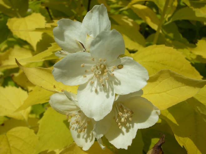 Philadelphus coronarius 'Aureus' boerenjasmijn