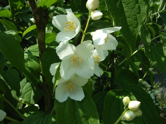 Philadelphus coronarius boerenjasmijn