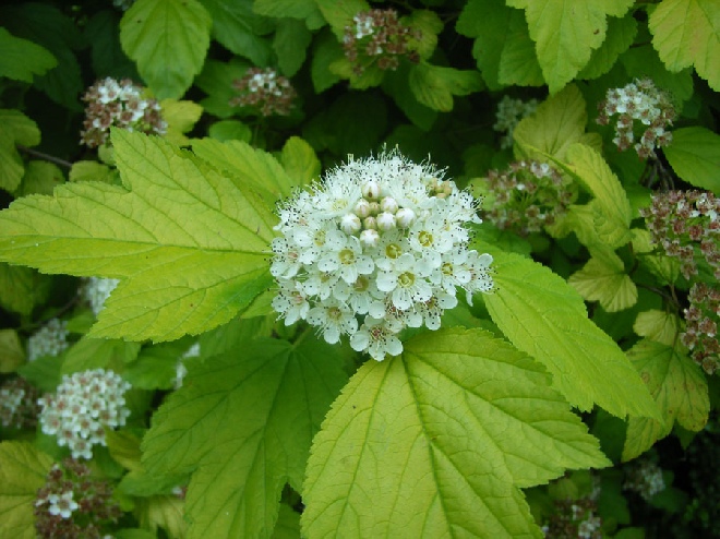 Physocarpus opulifolius 'Dart's Gold' Blaasspiraea