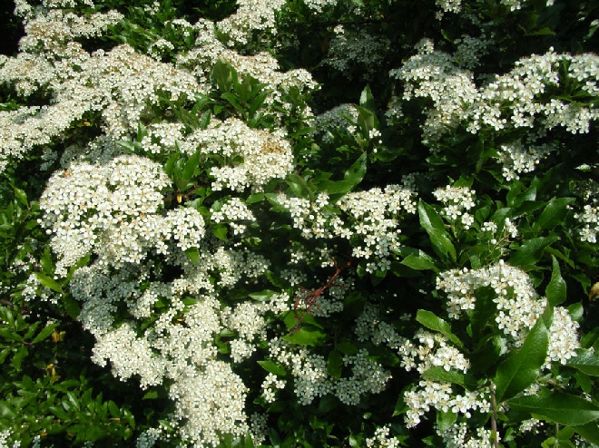 Pyracantha coccinea 'Red Cushion' vuurdoorn