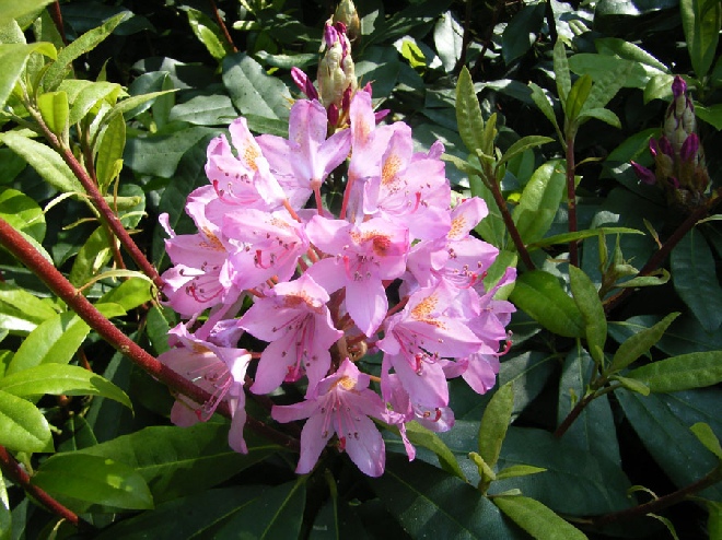 Rhododendron 'Roseum' (Ponticum-groep) rhododendron