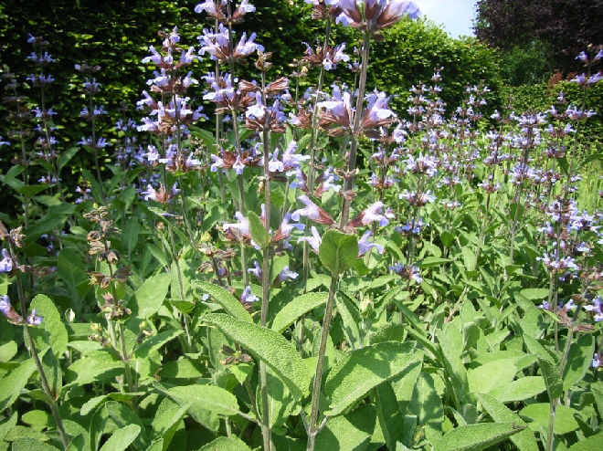 Salvia officinalis 'Berggarten' Salie