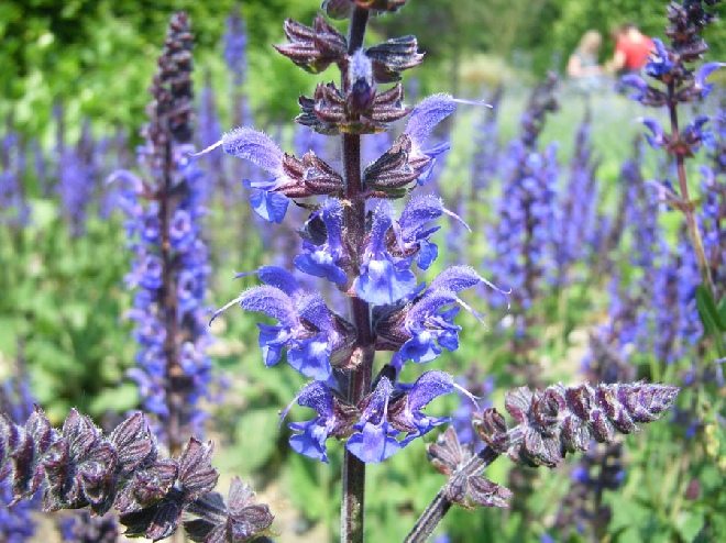 Salvia nemorosa 'Mainacht' Salie