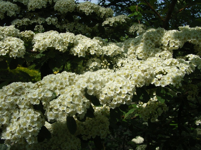 Spiraea sargentiana spierstruik