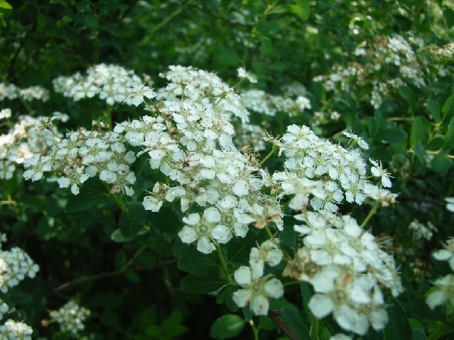 Spiraea nipponica 'June Bride' spierstruik