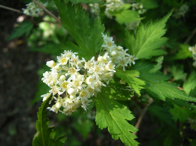 Stephanandra incisa kransspirea