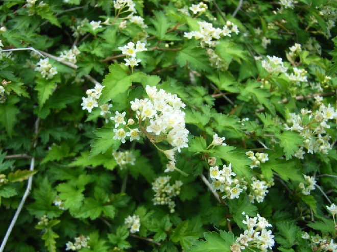 Stephanandra incisa 'Crispa' kransspirea
