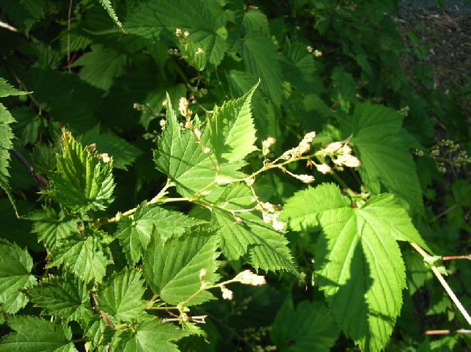 Stephanandra tanakae kransspirea