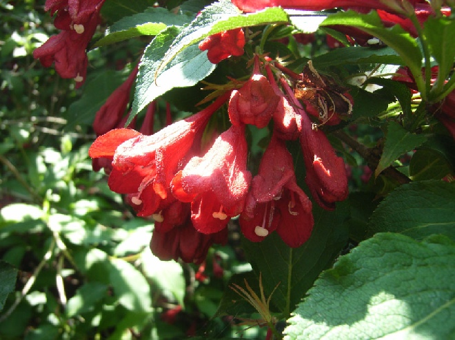 Weigela 'Bristol Ruby' Vlinderkamperfoelie, Weigelia