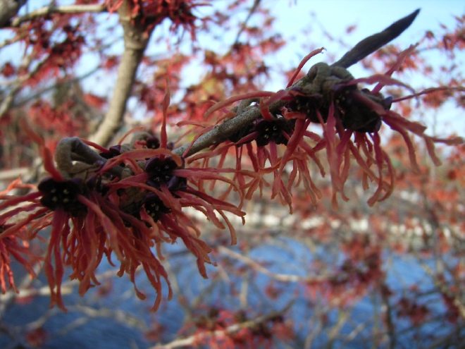 Hamamelis intermedia 'Feuerzauber' Toverhazelaar
