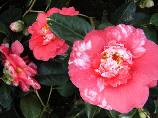 Camellia japonica 'R.L. Wheeler' Camellia