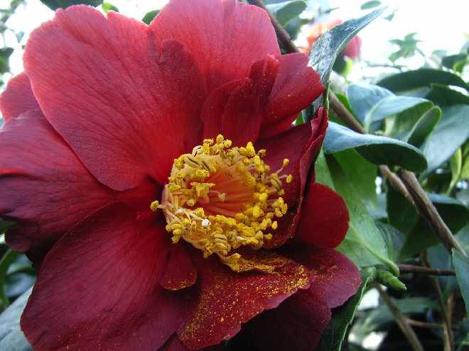 Camellia 'Black Lace' Theestruik
