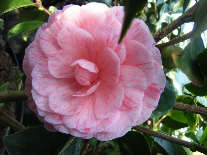 Camellia japonica 'William Bartlett' (syn. Camellia 'William Barlett') Theestruik