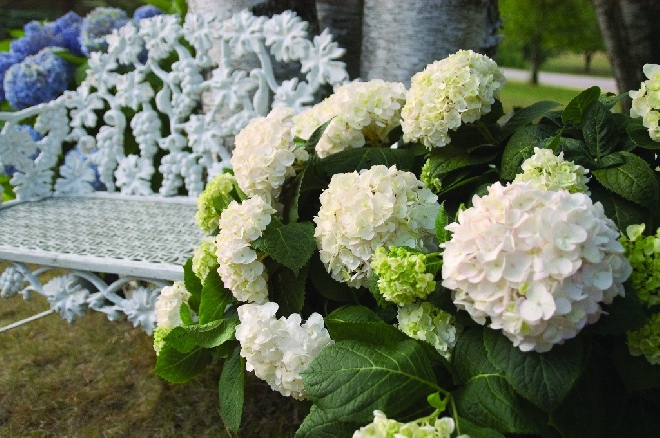 Hydrangea macrophylla 'Blushing Bride' Endless Summer® The Bride Hydrangea.