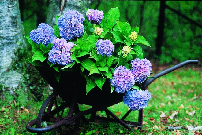Hydrangea macrophylla 'Bailmer' BLUE Endless Summer® The Original.