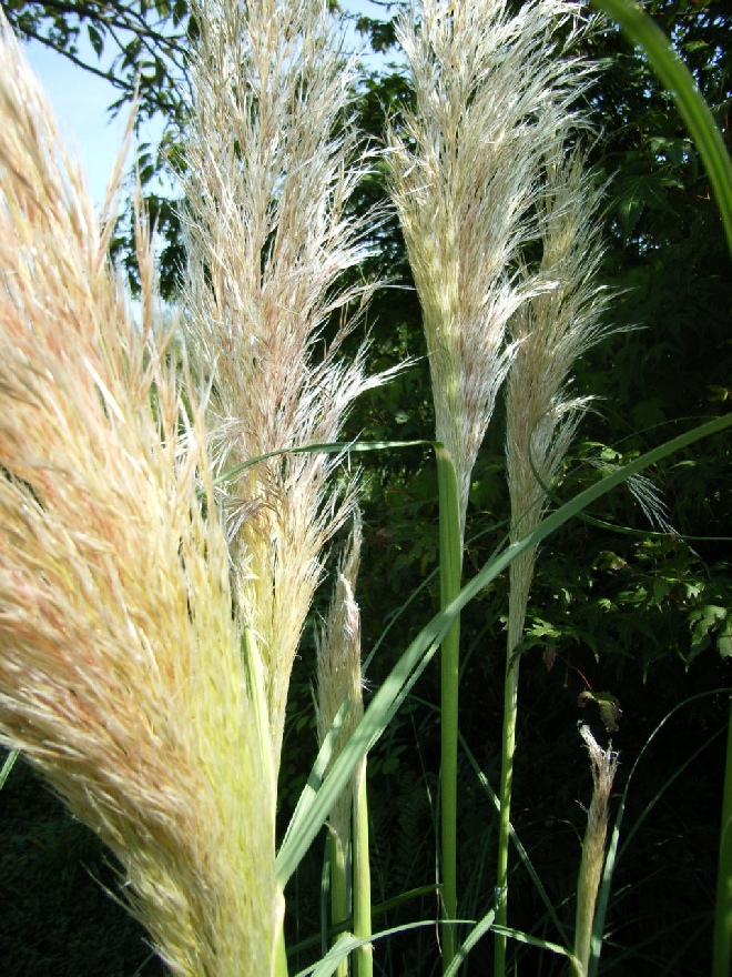 Cortaderia selloana Pampasgras