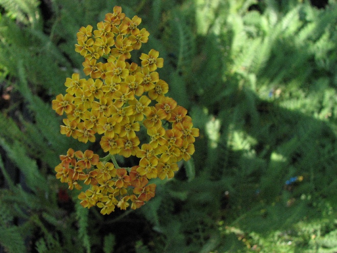 Achillea 'Terracotta' Duizendblad