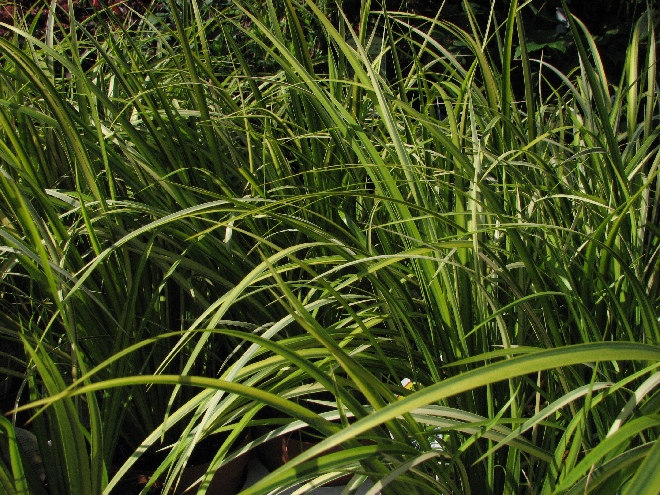 Acorus calamus 'Variegatus' Kalmoes
