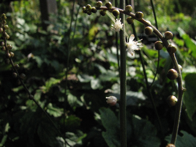 Actaea acerina (syn. Cimicifuga acerina) Zilverkaars